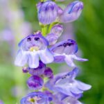 Rocky Mountain Penstemon Seeds - Image 2
