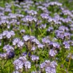 Lacy Phacelia Seeds - Image 2