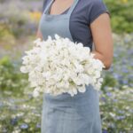 Sweet Pea Seeds - Royal White - Image 2