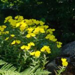 Evening Primrose Seeds - Image 2