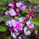Hyacinth Bean Seeds - Image 2