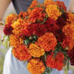 French Marigold Seeds - Fireball - Image 2