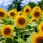 Sunflower Seeds (Organic) - Mammoth Grey-Stripe - Image 2