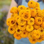 Zinnia Seeds - Oklahoma Golden Yellow - Image 2
