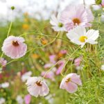 Cosmos Seeds - Cupcake Blush - Image 2