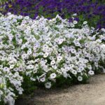 Petunia Seeds - Easy Wave Silver - Image 2