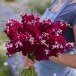 Snapdragon Seeds - Madame Butterfly Red - Image 2