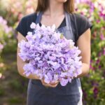 Sweet Pea Seeds - Royal Lavender - Image 2
