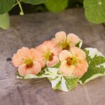 Nasturtium Seeds - Alaska Salmon - Image 2