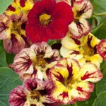 Nasturtium Seeds - Bloody Mary - Image 2