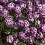 Sweet Alyssum Seeds (Dwarf) - Royal Carpet - Image 2