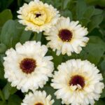 Calendula Seeds - Ivory Princess - Image 2
