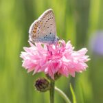 Cornflower / Bachelor Button Seeds - Tall Pink - Image 2