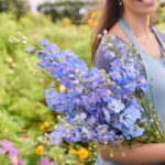 Delphinium Seeds - Magic Fountains Sky Blue White Bee - Image 2