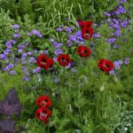 Poppy Seeds - Lady Bird - Image 2
