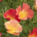 California Poppy Seeds - Thai Silk Strawberry Fields - Image 2