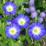 Morning Glory Seeds (Dwarf) - Royal Ensign - Image 2