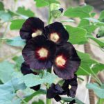 Hollyhock Seeds - Nigra - Image 2