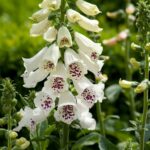 Foxglove Seeds - Dalmatian White - Image 2