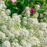 Sweet Alyssum Seeds - Tall White - Image 2