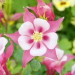 Columbine Seeds - Rose Star - Image 2