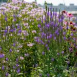 Verbena Seeds - Hoary Vervain - Image 2