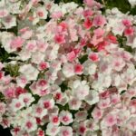 Annual Phlox Seeds - Blushing Bride - Image 2