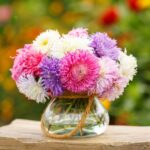 China Aster Seeds - Giants of California - Image 2