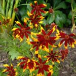Coreopsis Seeds - Mardi Gras - Image 2