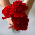 Carnation Seeds - Etincellant - Image 2