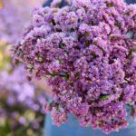 Statice Seeds - Forever Rose - Image 2