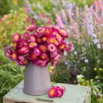 Strawflower Seeds - Purple Red - Image 2