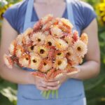 Calendula Seeds - Orange Flash - Image 2