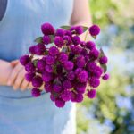 Gomphrena Seeds - Purple - Image 2