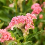 Celosia Seeds - Rooster Pink - Image 2