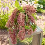 Amaranthus Seeds - Coral Fountain - Image 2