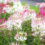 Cleome Seeds - Sparkler Blush - Image 2
