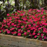 Impatiens Seeds - Solarscape Magenta Bliss - Image 2