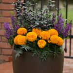 African Marigold Seeds - Taishan Orange - Image 3
