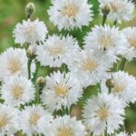Cornflower / Bachelor Button Seeds - Tall White - Image 3
