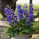 Delphinium Seeds - Dasante Blue - Image 3