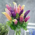 Russell Lupine Seeds - Image 3