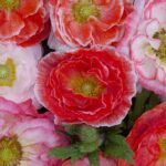Shirley Poppy Seeds - Falling in Love - Image 3