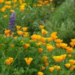 California Poppy Seeds - Orange - Image 3