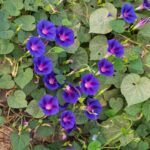 Morning Glory Seeds - Knowlians Black - Image 3