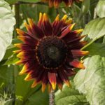 Sunflower Seeds - Shock-o-Lat - Image 3