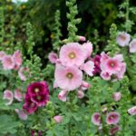 Hollyhock Seeds - Henry VIII - Pink - Image 3
