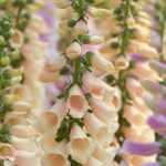 Foxglove Seeds - Apricot Beauty - Image 3