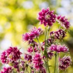 Columbine Seeds - Nora Barlow - Image 3