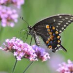 Verbena Seeds - Purpletop - Image 3